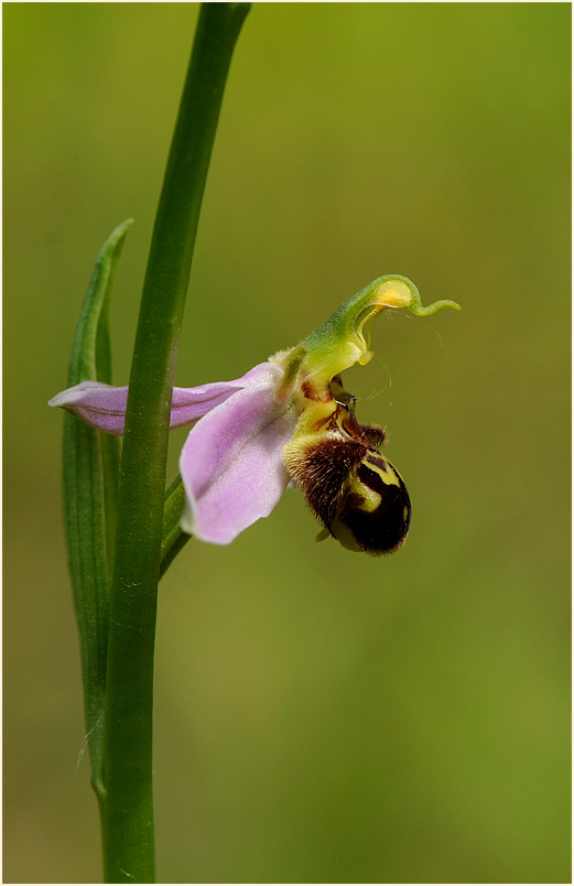 Bienen-Ragwurz (Ophrys apifera)