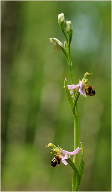 Bienen-Ragwurz (Ophrys apifera)