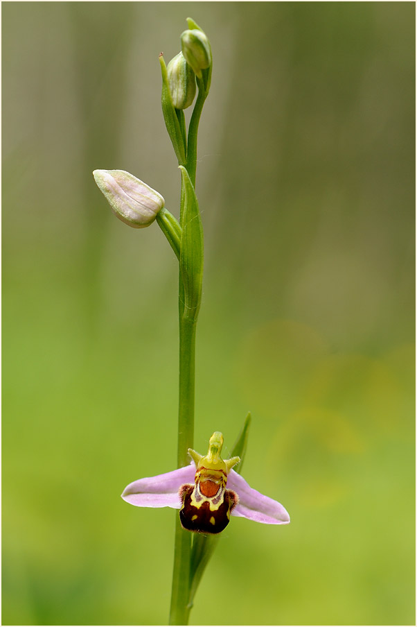 Bienen-Ragwurz (Ophrys apifera)