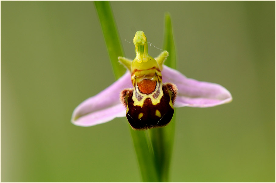 Bienen-Ragwurz (Ophrys apifera)