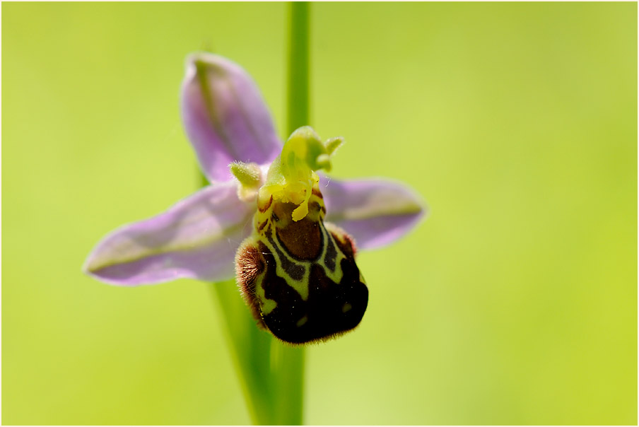 Bienen-Ragwurz (Ophrys apifera)