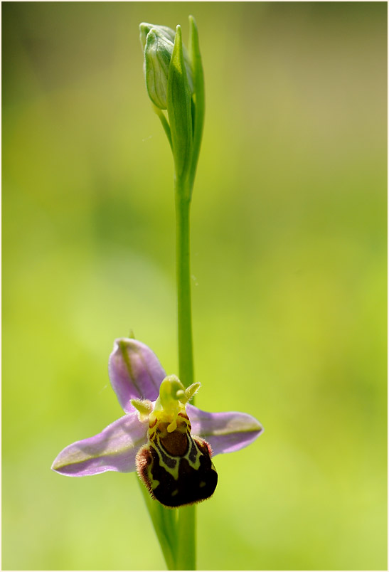 Bienen-Ragwurz (Ophrys apifera)