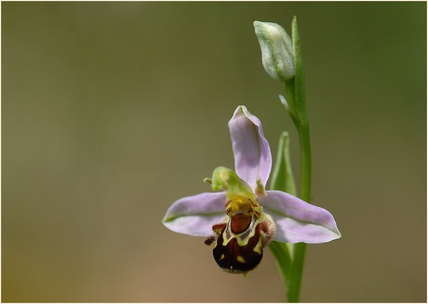 Bienen-Ragwurz (Ophrys apifera)