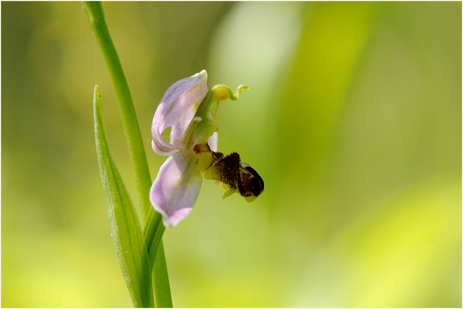 Bienen-Ragwurz (Ophrys apifera)