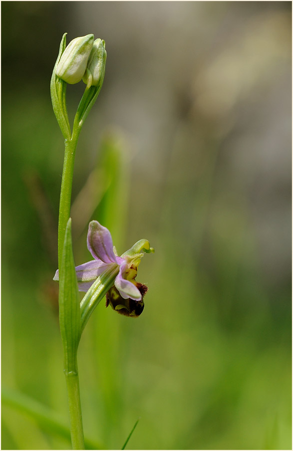 Bienen-Ragwurz (Ophrys apifera)