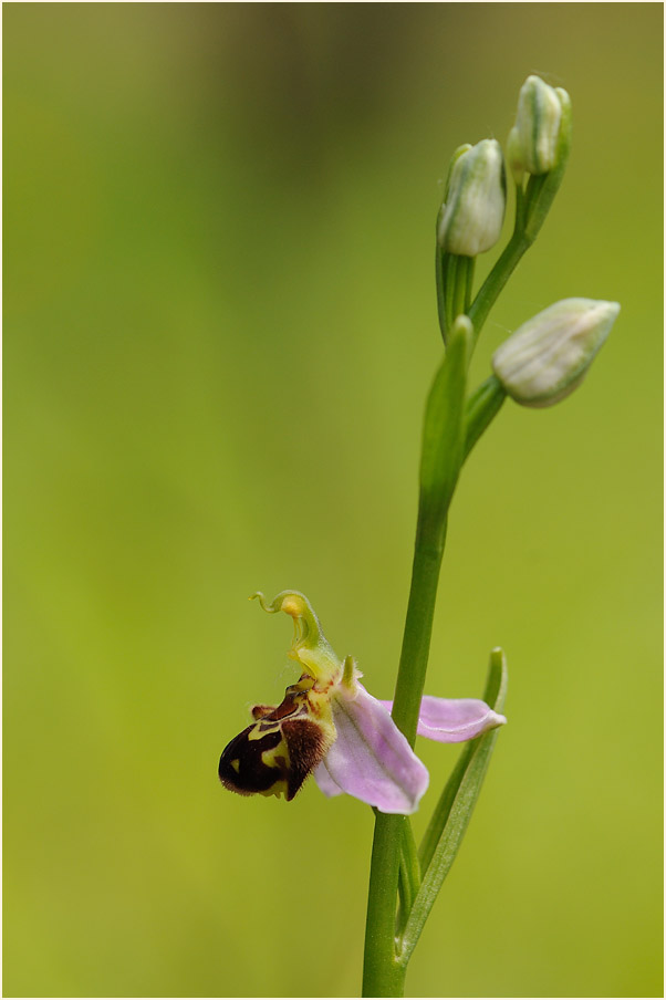 Bienen-Ragwurz (Ophrys apifera)