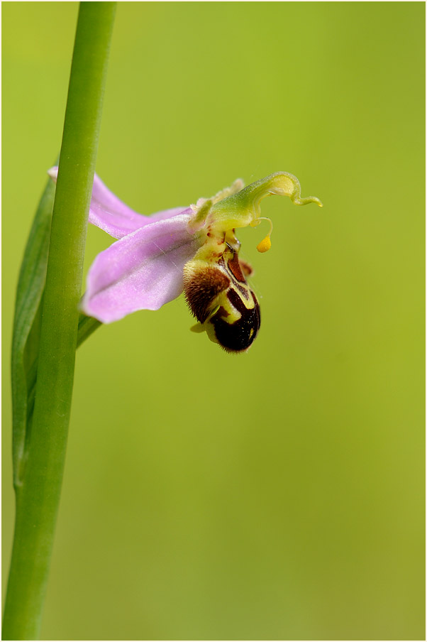 Bienen-Ragwurz (Ophrys apifera)