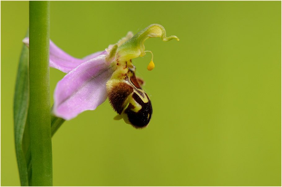 Bienen-Ragwurz (Ophrys apifera)