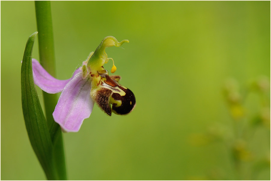 Bienen-Ragwurz (Ophrys apifera)