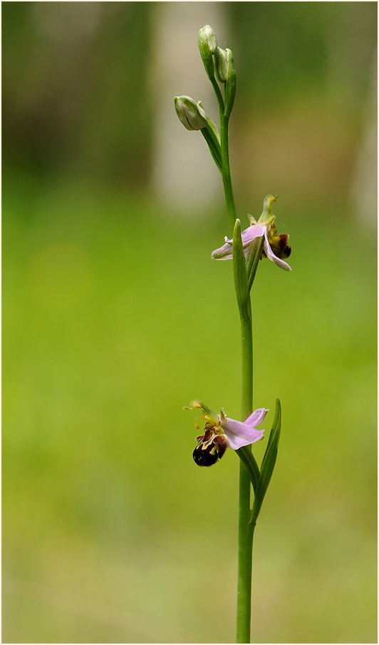 Bienen-Ragwurz (Ophrys apifera)