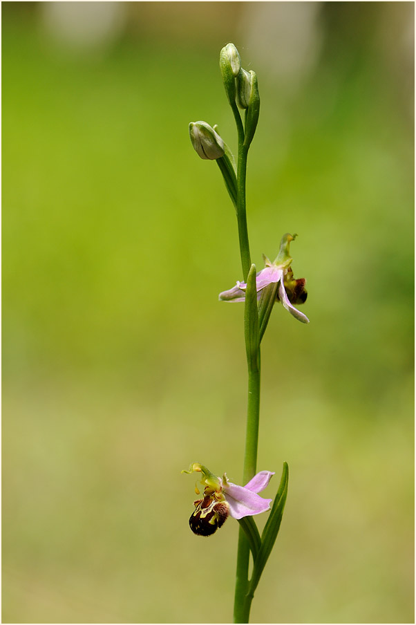 Bienen-Ragwurz (Ophrys apifera)