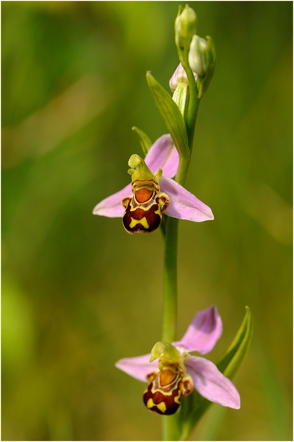 Bienen-Ragwurz (Ophrys apifera)