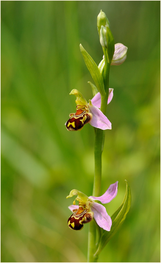 Bienen-Ragwurz (Ophrys apifera)