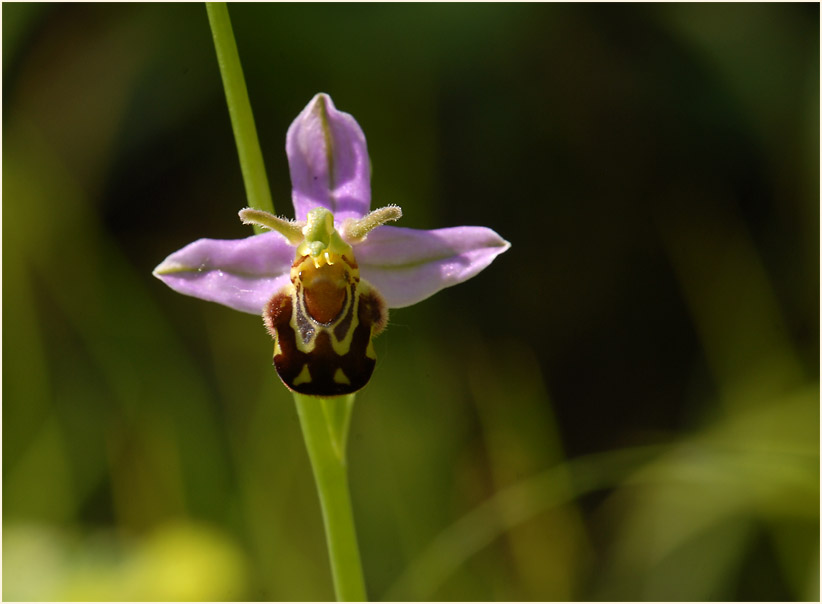 Bienen-Ragwurz (Ophrys apifera)