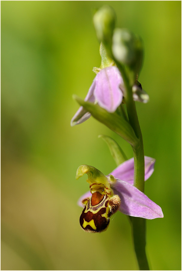 Bienen-Ragwurz (Ophrys apifera)