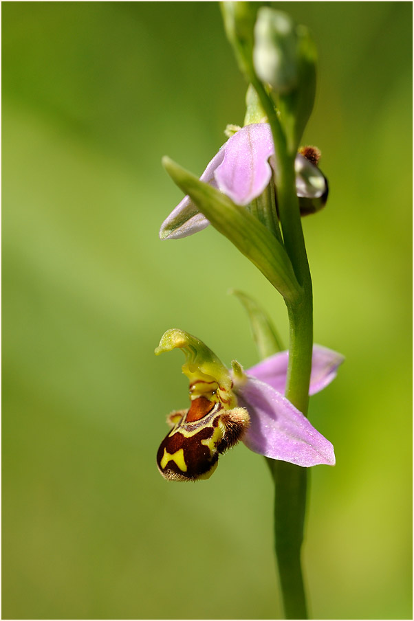 Bienen-Ragwurz (Ophrys apifera)