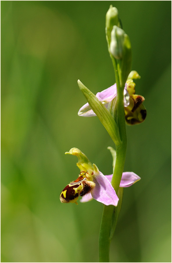 Bienen-Ragwurz (Ophrys apifera)