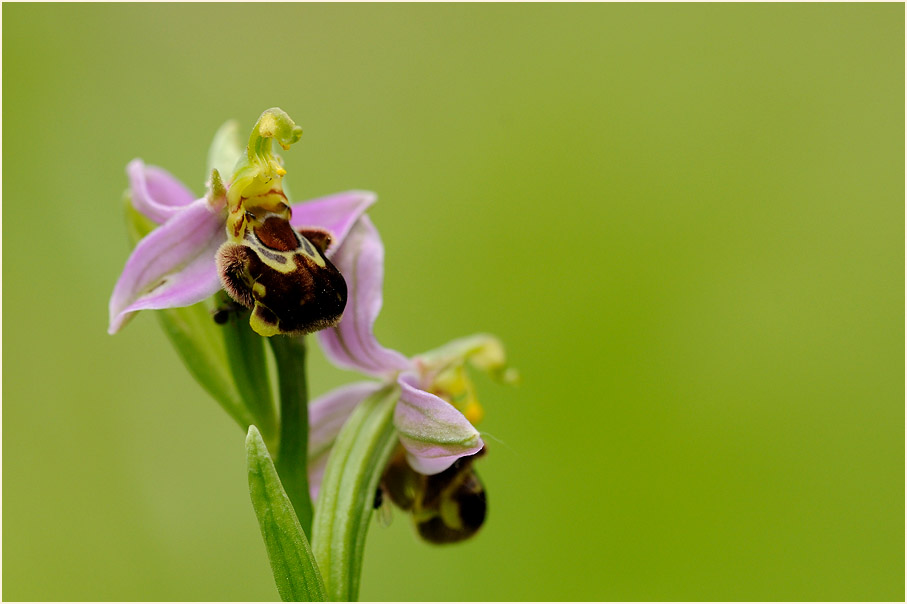 Bienen-Ragwurz (Ophrys apifera)