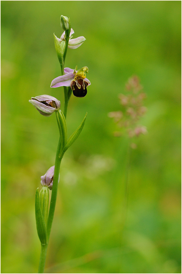 Bienen-Ragwurz (Ophrys apifera)