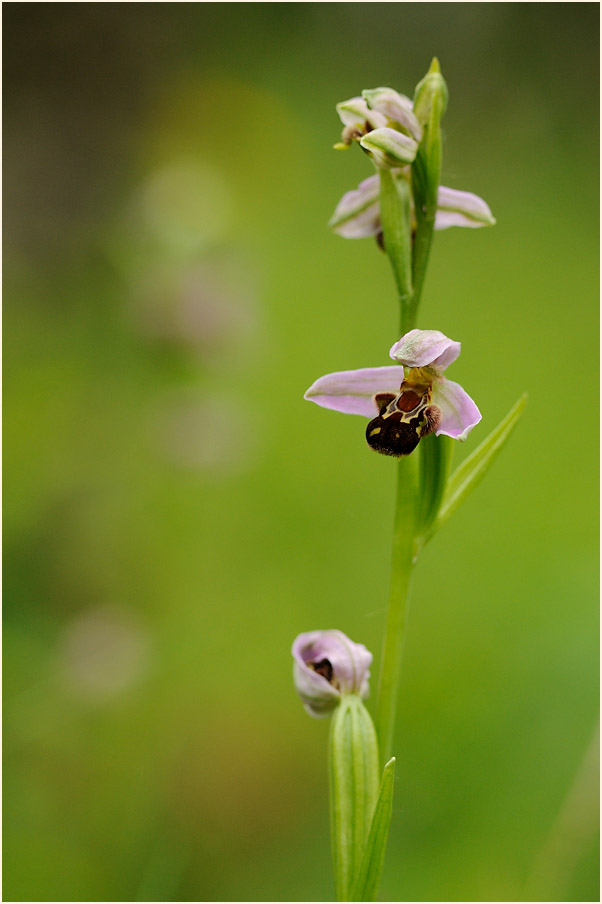 Bienen-Ragwurz (Ophrys apifera)