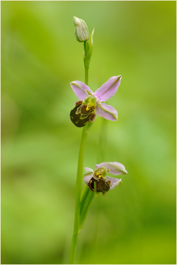 Bienen-Ragwurz (Ophrys apifera)