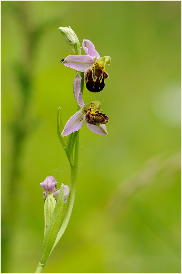 Bienen-Ragwurz (Ophrys apifera)