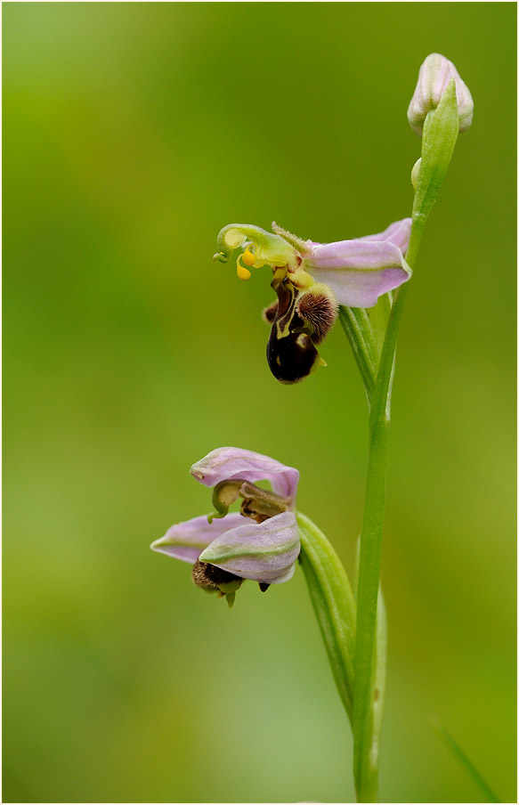 Bienen-Ragwurz (Ophrys apifera)