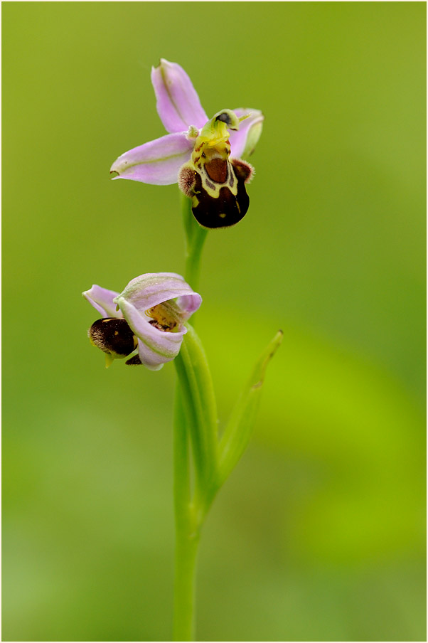 Bienen-Ragwurz (Ophrys apifera)