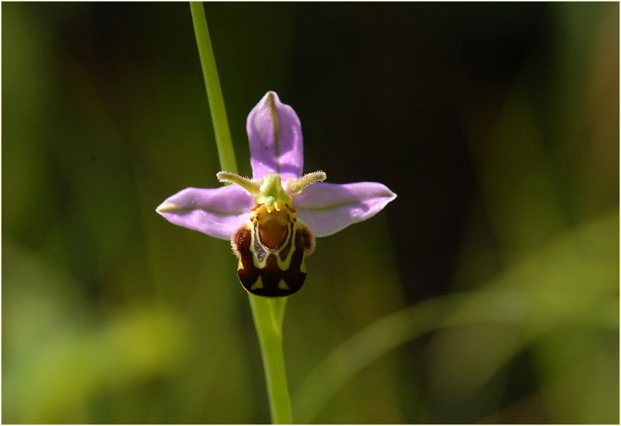 Bienen-Ragwurz (Ophrys apifera)