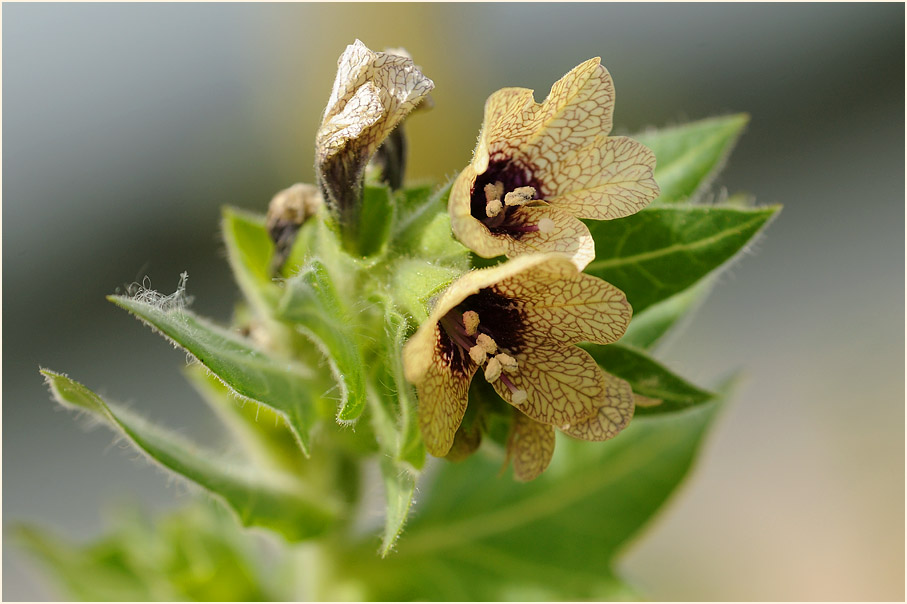 Schwarzes Bilsenkraut (Hyoscyamus niger)