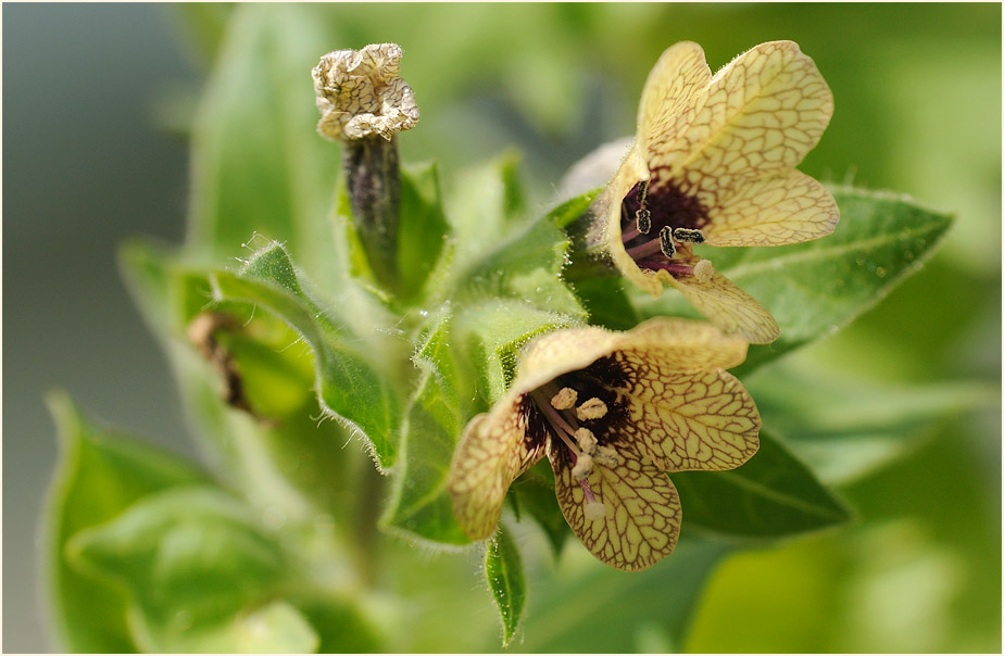 Schwarzes Bilsenkraut (Hyoscyamus niger)