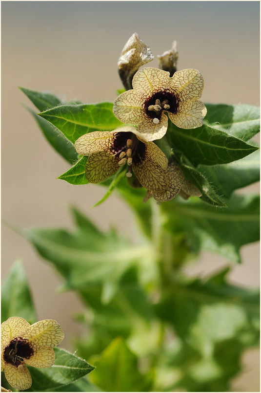 Schwarzes Bilsenkraut (Hyoscyamus niger)