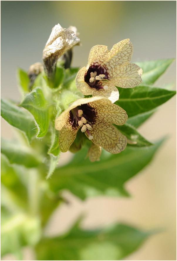 Schwarzes Bilsenkraut (Hyoscyamus niger)