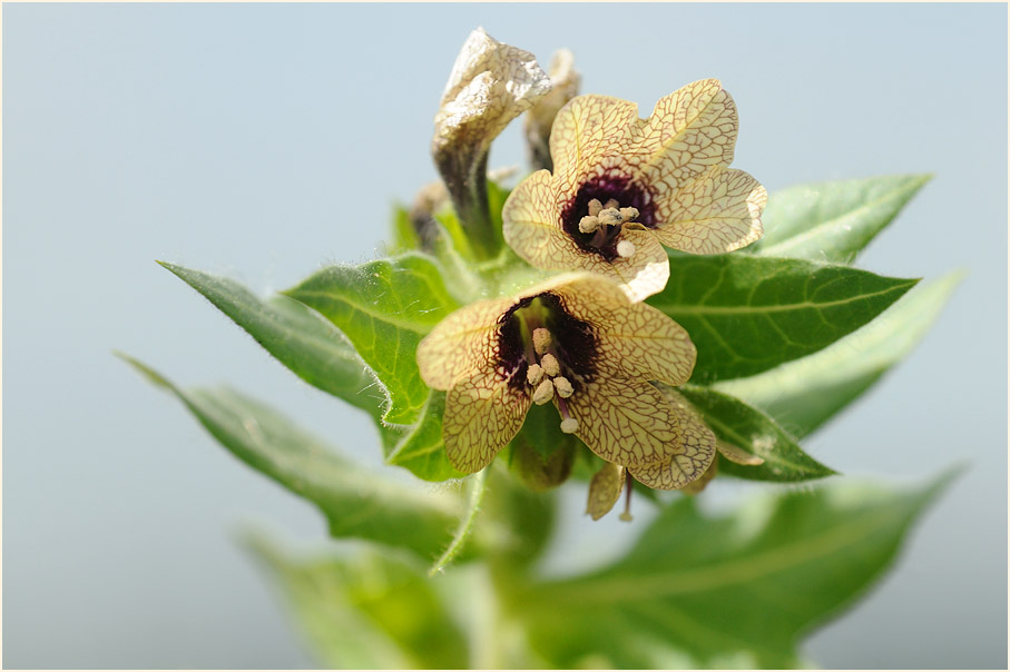 Schwarzes Bilsenkraut (Hyoscyamus niger)