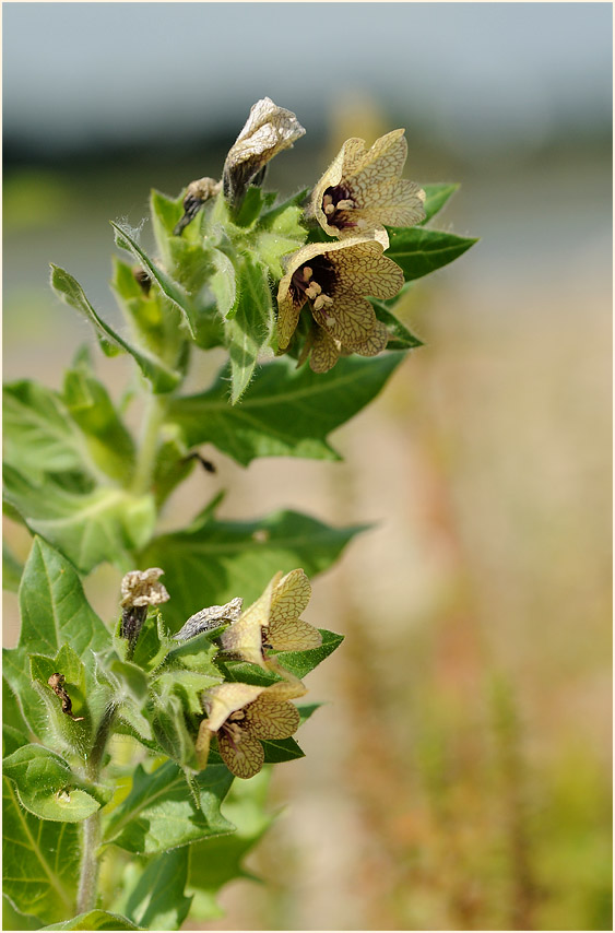 Schwarzes Bilsenkraut (Hyoscyamus niger)