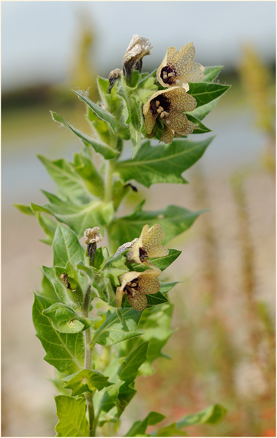 Schwarzes Bilsenkraut (Hyoscyamus niger)