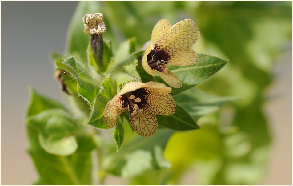 Schwarzes Bilsenkraut (Hyoscyamus niger)