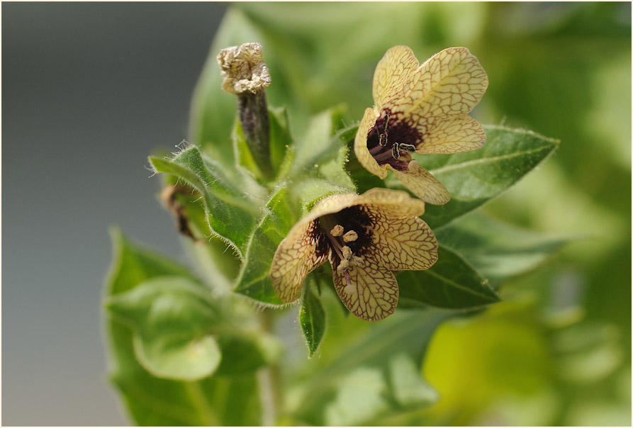 Schwarzes Bilsenkraut (Hyoscyamus niger)
