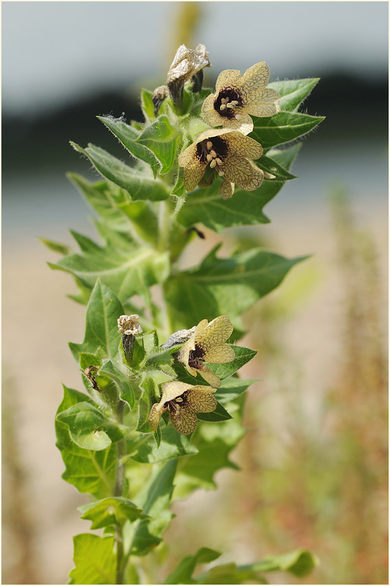 Schwarzes Bilsenkraut (Hyoscyamus niger)