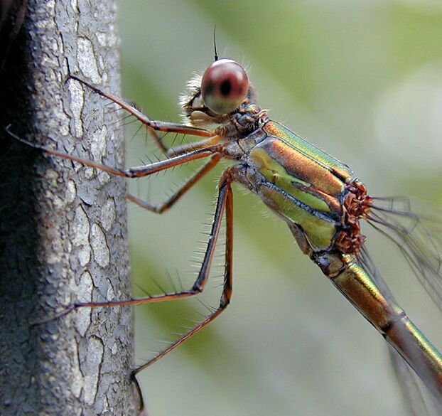 Libellen, Weidenjungfer