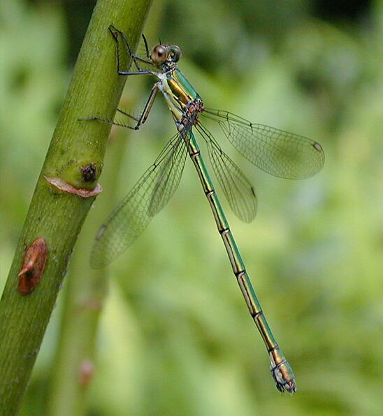 Libellen, Weidenjungfer