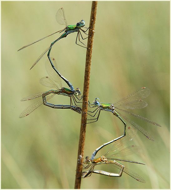 Libellen, Weidenjungfer