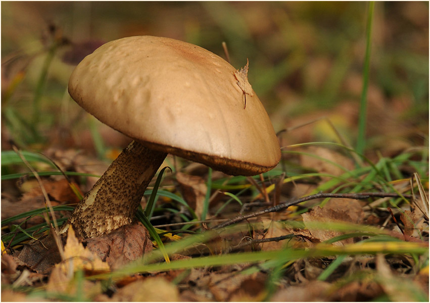 Birkenpilz (Leccinum scabrum)