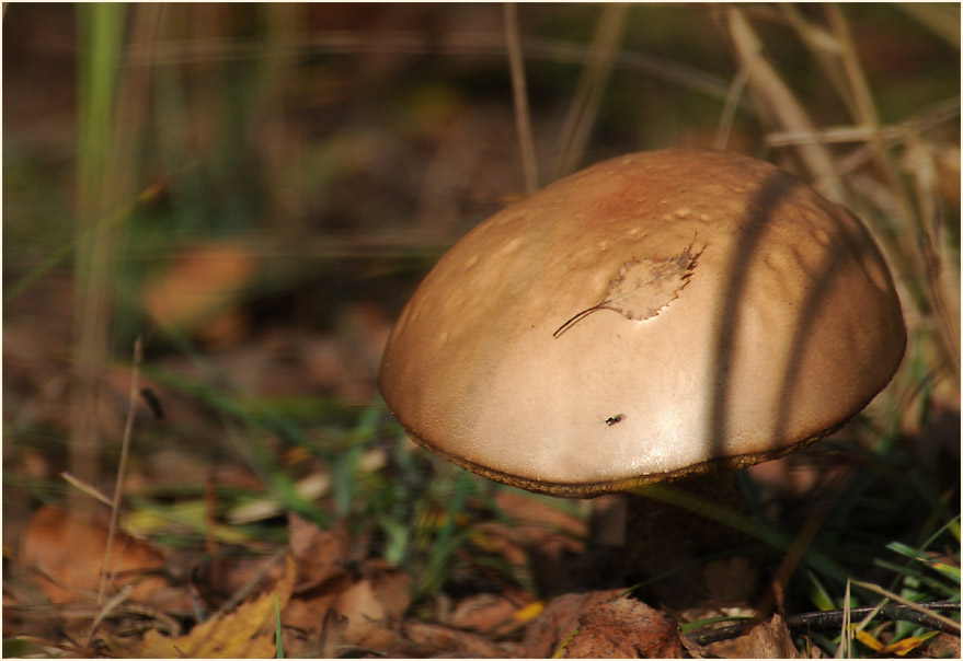 Birkenpilz (Leccinum scabrum)