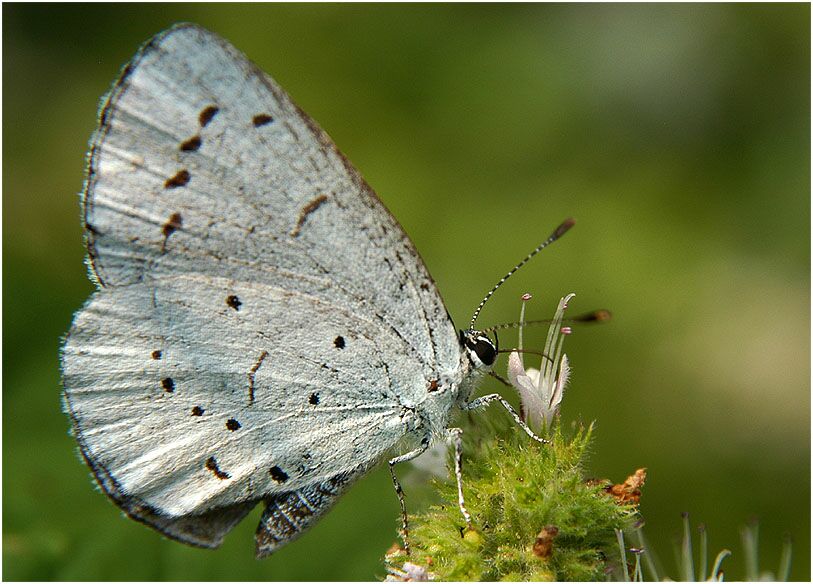 Bläuling