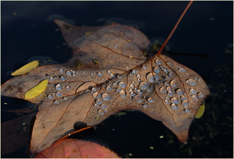 Herbstblatt