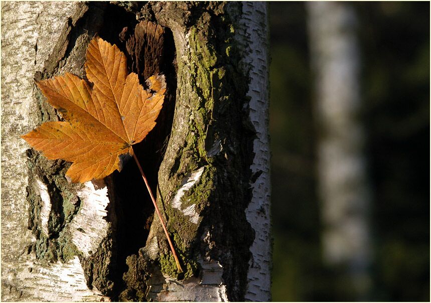 Herbstblatt