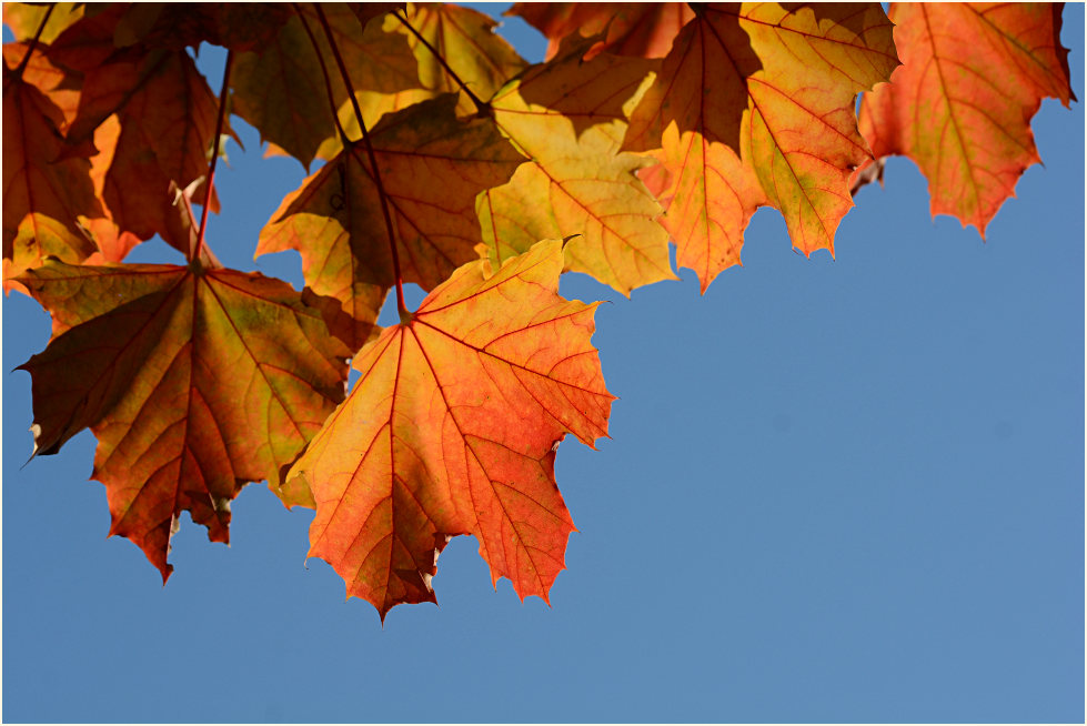 Herbstblätter