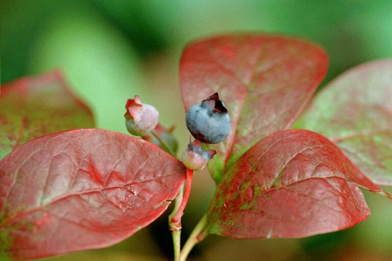 Blaubeere (Vaccinium corymbosum)