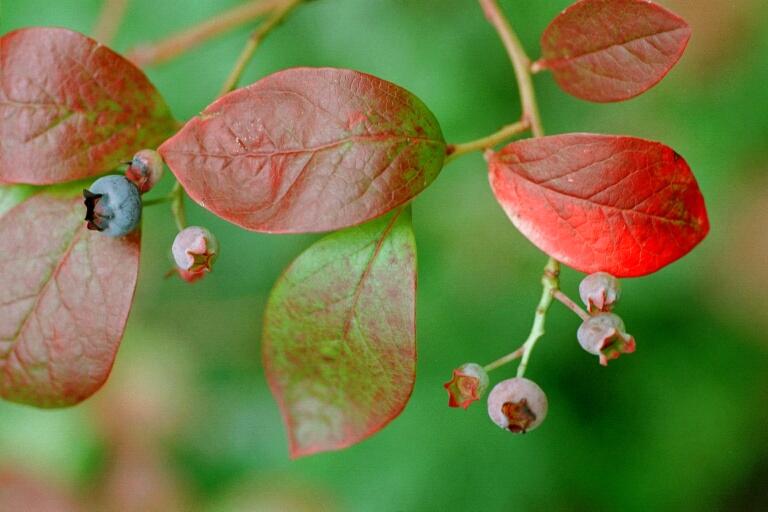 Blaubeere (Vaccinium corymbosum)